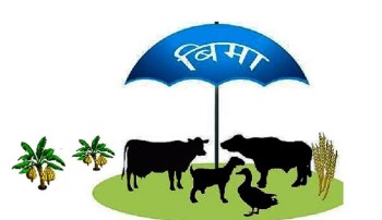 चितवनमा बिमाका लागि पशुको नामसारी अनिवार्य
