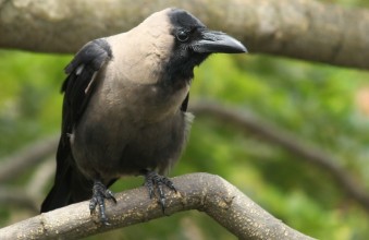 उपत्यकामा बर्डफ्लु सर्नुमा मुख्य कारक बन्दै काग
