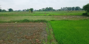 महोत्तरीमा वर्षात् नहुँदा धान रोपाइँ न्यून