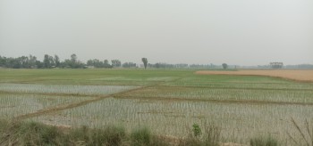 पानी परेपछि सुनसरीका किसान खुसी