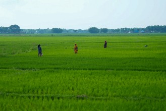 पालुङटारको धानबालीमा मरुवा रोगको समस्या