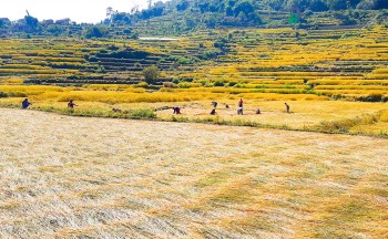 काटिसकेको धान भिजेपछि किसान चिन्तित
