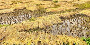 खोटाङमा ७० प्रतिशत धानबालीमा क्षति