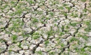खडेरीले धानको ब्याड सुक्न थालेपछि किसान चिन्तित