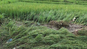 पाक्नै लागेको धानबाली नष्ट : भक्तपुरका किसान दुःखी