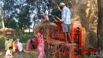 धान दाइँमा आधुनिक थ्रेसरको प्रयोग बढ्दै