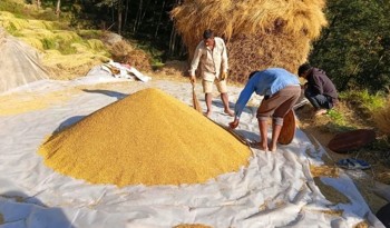 धान थन्क्याउन किसानलाई युवा जनशक्ति पाउनै मुस्किल