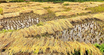 वर्षाले धानबालीमा क्षति पुगेका किसानलाई नगद उपलब्ध गराउने