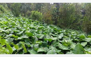 दूधे पिँडालु भोजपुरका किसानको आम्दानीको स्रोत बन्दै
