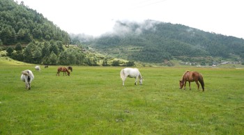 ढोरपाटनमा पर्यटक सूचना केन्द्र स्थापना