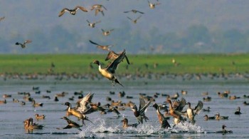 कञ्चनपुरमा आजदेखि जलपंछी गणना