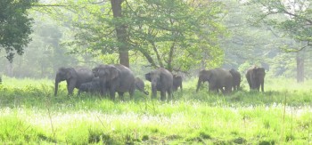 झापा आएका १५ हात्ती मोरङतिरै फर्किए