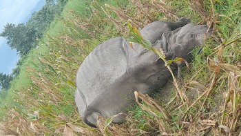साउनयता निकुञ्ज क्षेत्रमा ४ वटा गैँडा मृत फेला