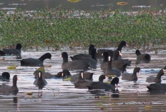 घोडाघोडीमा हाँसको सङ्ख्या बढ्यो, जलपन्छीको घट्यो