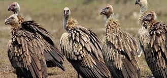 चार प्रजातिका दुर्लभ गिद्धको सफल प्रजनन