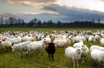 उधौली लागेसँगै भेँडाबाख्रा लिएर उधो झरे गोठाला