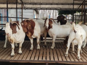 म्याग्दीमा ‘कालाहारी बोयर’ जातको बाख्रा भित्रियो