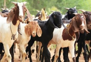 बाख्रापालनबाट स्वरोजगार, वार्षिक लाखौँ आम्दानी