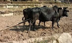 बसाइँसराइले रित्तिँदै गाउँ, गोरुको ठाउँमा किसानलाई कृषि औजार