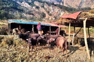 म्याग्दीमा लेकबाट बेँसी झर्न थाले घुम्ती गोठ