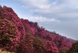 गुराँस हेर्न घोडेपानीमा पर्यटकको घुइचो