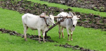हलगोरु पाल्ने १ सय ७८ किसानलाई पोषणभत्ता वितरण