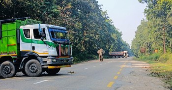 हात्तीको आक्रमणबाट ट्रक चालकको मृत्यु