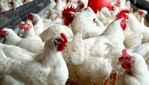 झापामा ‘बर्ड फ्लु’ प्रकोप : पंक्षीजन्य वस्तु ओसार–पसारमा रोक