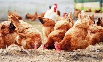 पशुपक्षीमा जथाभावी ‘एन्टिबायोटिक’ प्रयोग नगर्न आग्रह