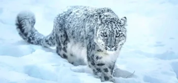 मुस्ताङमा दुर्लभ हिउँचितुवाको संख्या पत्ता लगाउन क्यामरा जडान