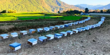 चरनका लागि नवलपुरका मौरीपालक दाङतिर