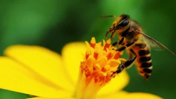 मौरीपालनमा ७३ वर्षीय टीकाराम,  वार्षिक १५ लाख आम्दानी