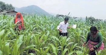 गुल्मीमा मकैको डाँठबाट खुदो उत्पादनको परीक्षण