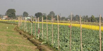 सामूहिक खेती पद्धतिलाई प्रोत्साहन गर्दै हेटौँडा उपमहानगर