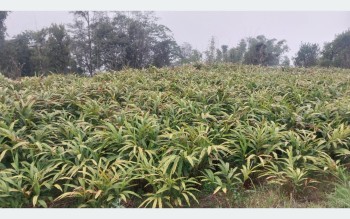धान फल्ने खेत मासेर अलैँचीखेती गर्दै माङसेबुङका किसान