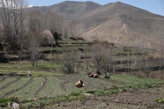 मुस्ताङमा बहुमूल्य हिमाली जडीबुटी तोराको संरक्षण र खेती विस्तार