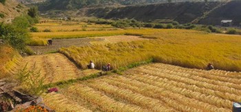 जुम्लामा मार्सी धान पँहेलपुर