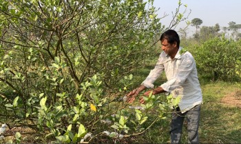 कागतीका बोट मर्न थालेपछि किसान चिन्तित