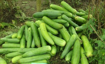 काँक्रा बेचेर राम्रो कमाउँदै हुप्सेकोटका किसान