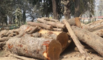 बासपानी सामुदायिक वनबाट अवैध काठ बरामद