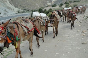 फिलिम–लार्केपास पदमार्गमा खच्चड आवतजावतमा रोक