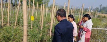 विषादीरहित तरकारी उत्पादनमा किसान