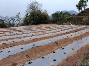 झाडी फाडेर व्यावसायिक अकबरे खुर्सानीखेती : वार्षिक १० लाख आम्दानी गर्ने लक्ष्य