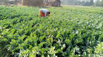 तनहुँमा तरकारी र धान खेतीको क्षेत्रफल विस्तार