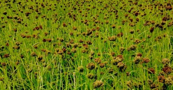 पाल्पाको रैथाने बाली सङ्कटमा