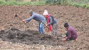 हिउँदे वर्षाले किसानमा खुसी