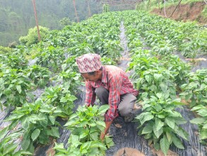 मेहनत र आम्दानी दुवै गाउँमै