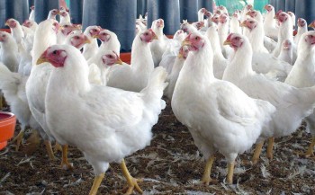 विदेशमा १७ वर्ष पसिना बगाएर फर्किएका अर्जुनको लोभलाग्दो कमाइ