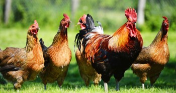 दूषित पानीले कुखुरामा इकोलाईको समस्या देखिदै