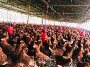 बर्डफ्लु नियन्त्रणका लागि सतर्कता अपनाउन आग्रह